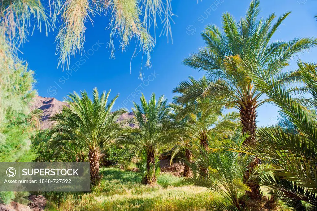 Date palms (Phoenix), in a palm grove, Draa Valley, southern Morocco, Morocco, Africa