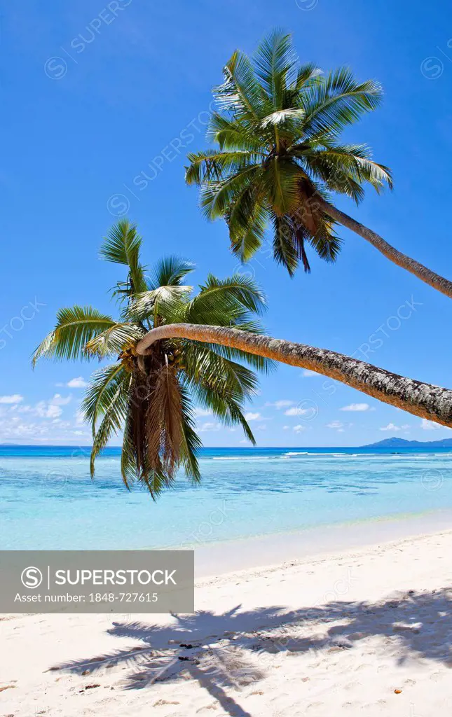 Coconut palm trees (Cocos nucifera) on the beach of Anse La Passe, Silhouette Island, Seychelles, Africa, Indian Ocean