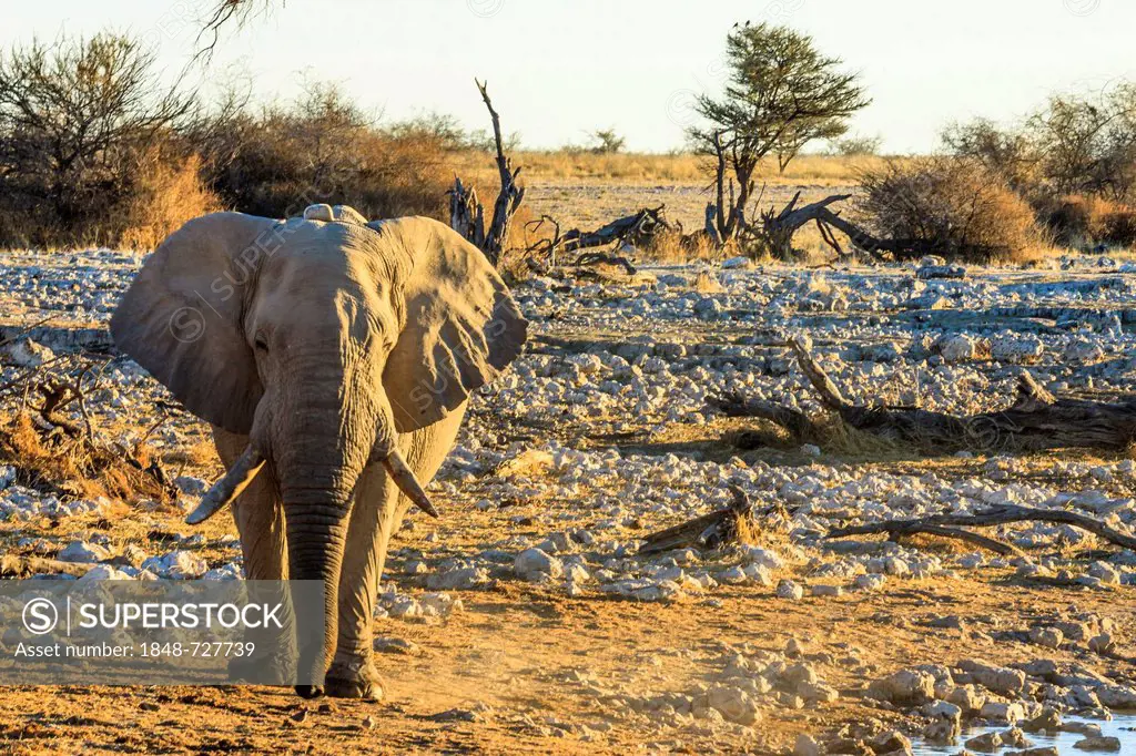 African elephant (Loxodonta africana) at the Okaukuejo waterhole, Etosha National Park, Namibia, Africa