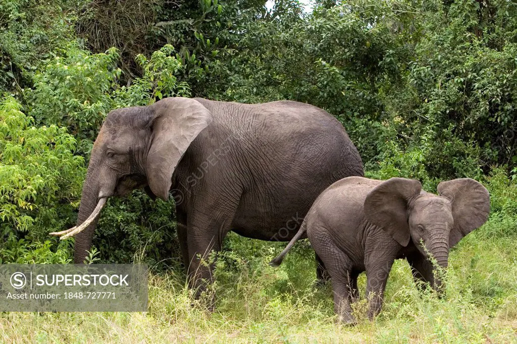 African bush elephants (Loxodonta africana), cow with a calf, near the Kazinga Channel, Queen Elizabeth National Park, Mweya, Uganda, Africa