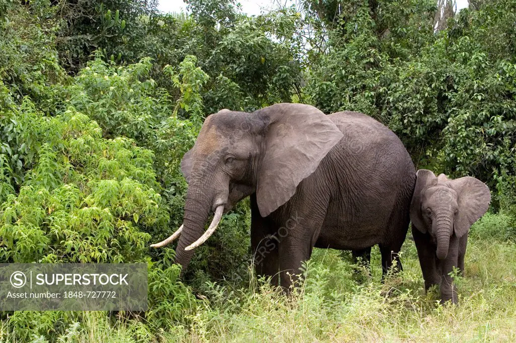 African bush elephants (Loxodonta africana), cow with a calf, near the Kazinga Channel, Queen Elizabeth National Park, Mweya, Uganda, Africa