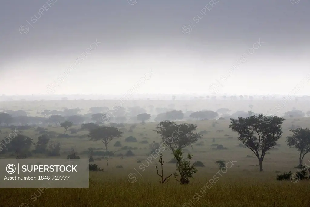 Rain over a savannah with acacia trees, Murchison Falls National Park, Paraa, Uganda, Africa