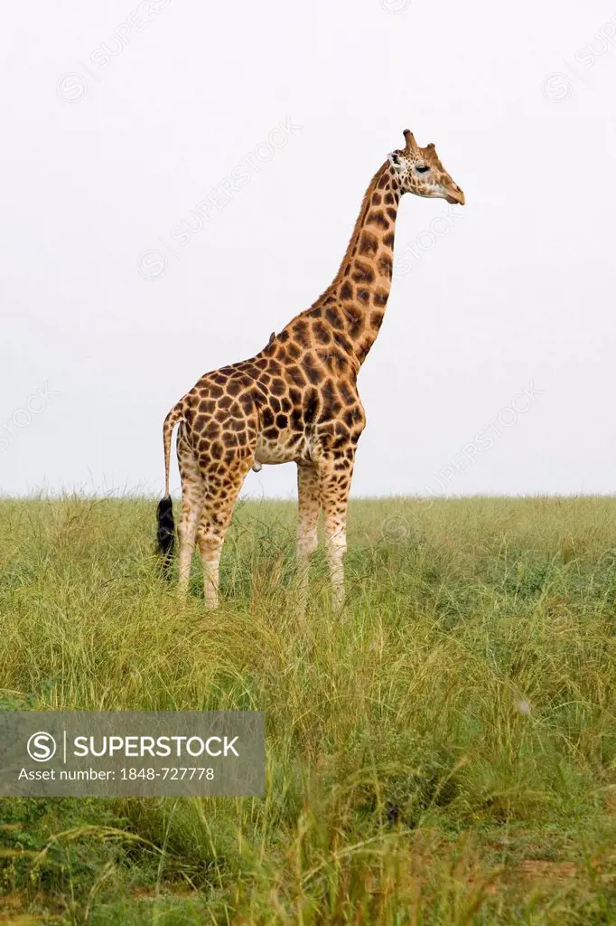Rothschild's giraffe (Giraffa camelopardalis), a very endangered subspecies, savannah in the Murchison Falls National Park, Paraa, Uganda, Africa