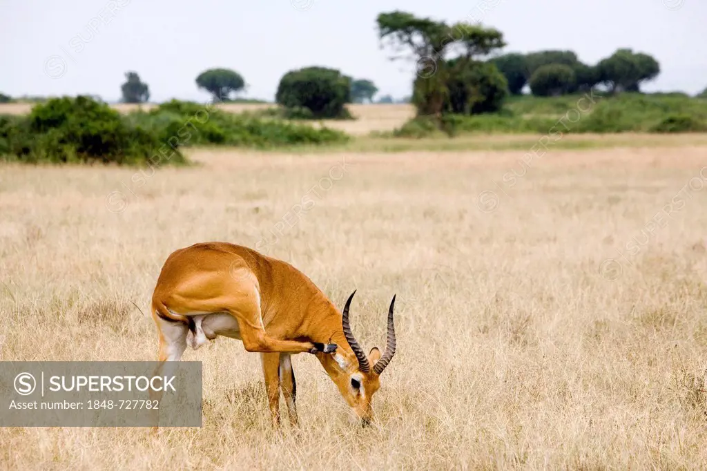 Ugandan kob (Kobus kob thomasi), buck grazing in the savanna near the Kazinga Channel, Queen Elizabeth National Park, Kasenyi, Uganda, Africa