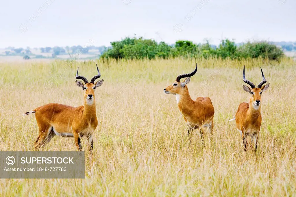 Group of Ugandan kobs (Kobus kob thomasi), bucks standing in the savanna near the Kazinga Channel, Queen Elizabeth National Park, Kasenyi, Uganda, Afr...