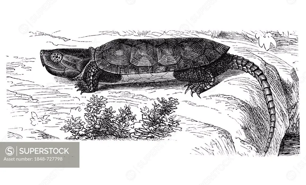 Big-headed turtle (Platysternum megalocephalum), historic image, Meyers Konversations-Lexikon encyclopedia, 1897