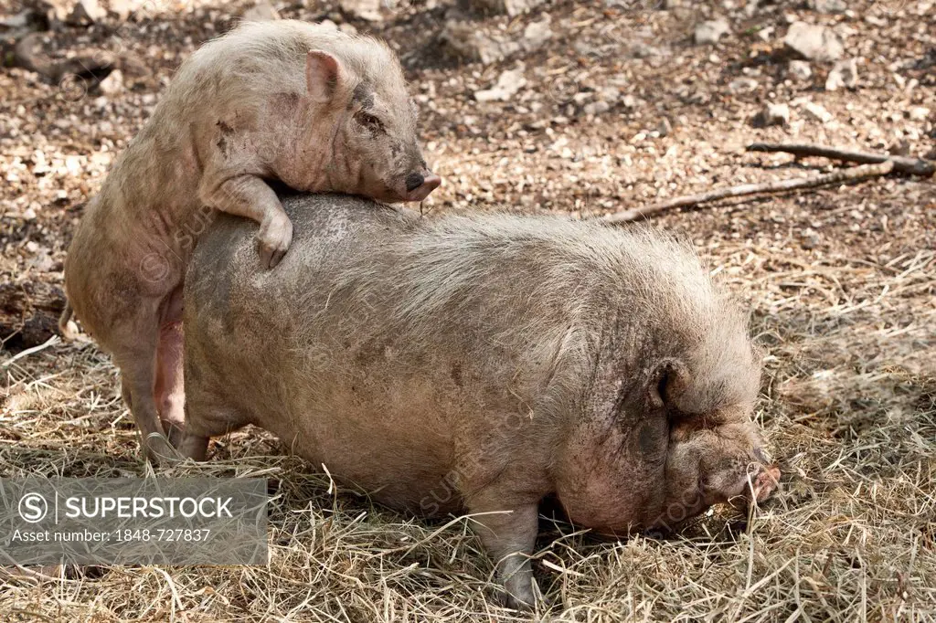 Pot-bellied pigs, piglet mounting, Ernstbrunn zoo, Lower Austria, Austria, Europe