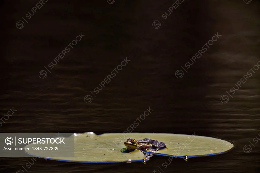 Green frog (Pelophylax esculentus), Schrems upland moor nature park, Waldviertel, Forest Quarter, Lower Austria, Austria, Europe