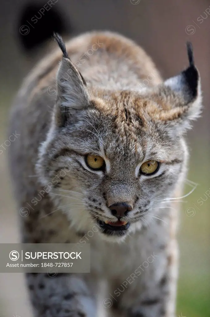 Lynx (Lynx lynx), game reserve, Lower Saxony, Germany, Europe, PublicGround