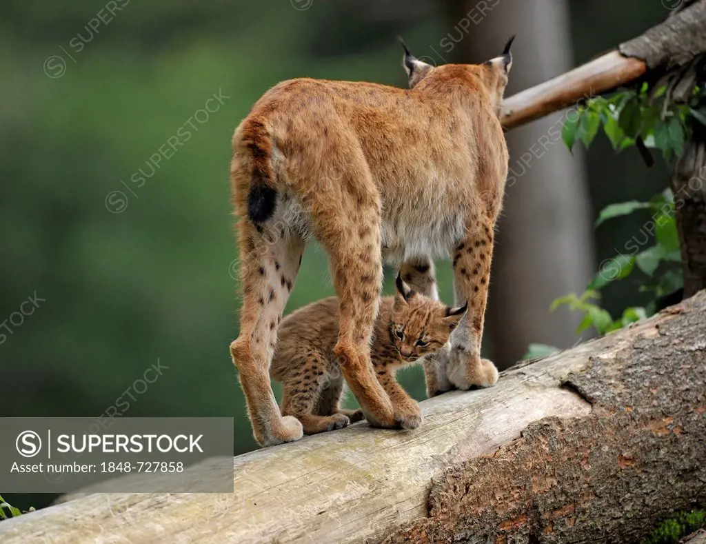 Lynx (Lynx lynx), mother and young, Bavarian Forest National Park, Bavaria, Germany, Europe, PublicGround