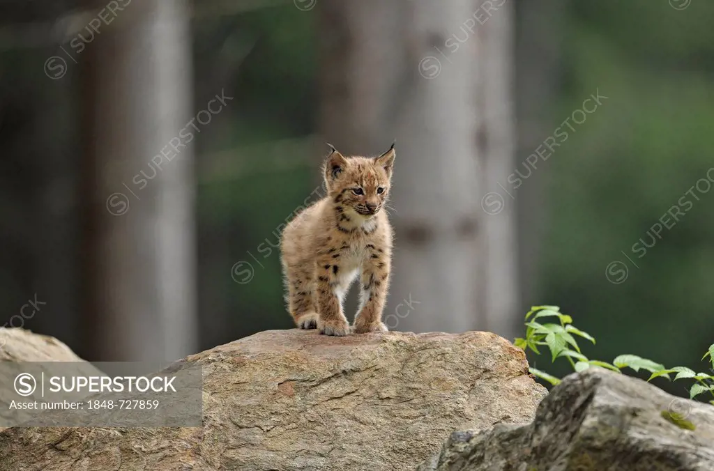 Lynx (Lynx lynx), young, Bavarian Forest National Park, Bavaria, Germany, Europe, PublicGround