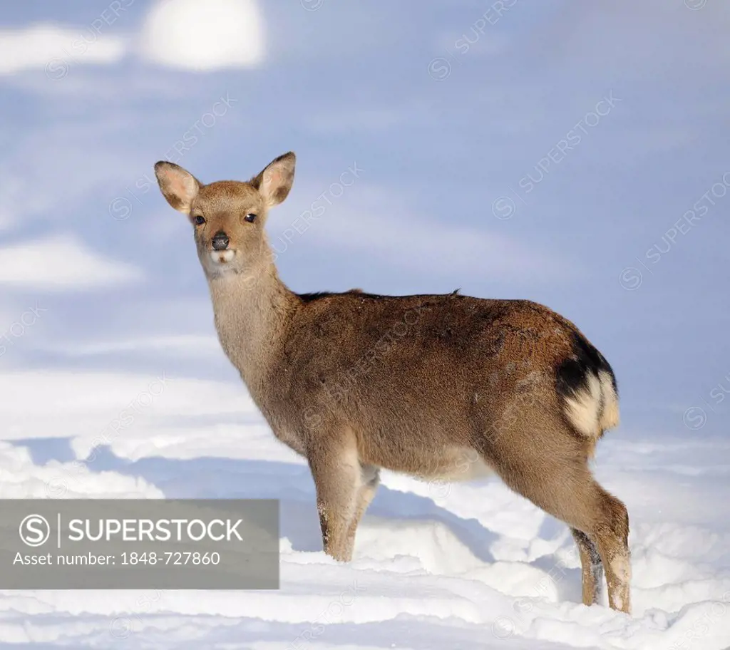 Sika deer or Japanese deer (Cervus nippon), calf with winter coat, in the snow, Bavarian Forest, Germany, Europe
