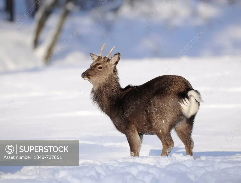 Sika deer or Japanese deer (Cervus nippon), in winter coat, in the snow, Bavarian Forest, Germany, Europe