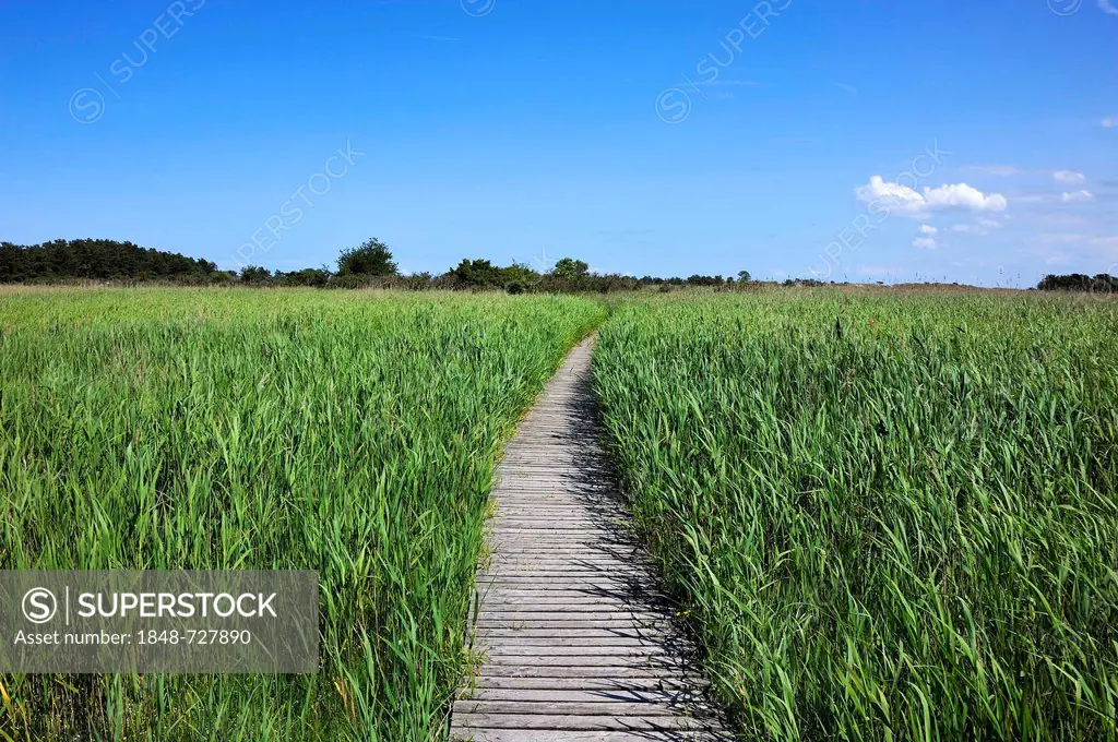Boardwalk leading through the nature reserve at the Baltic resort of Prerow, left, and reeds (Phragmites australis), right, Darss, Mecklenburg-Western...