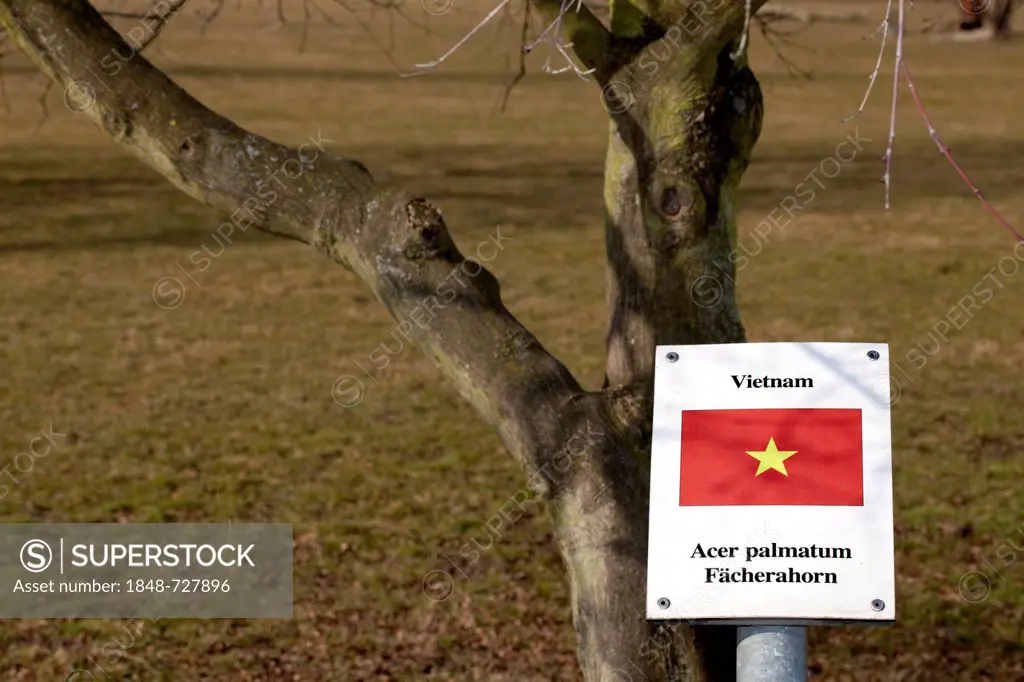 Sign with the national flag and a tree of one of the states Germany has diplomatic relations with, here Vietnam, Japanese maple (Acer palmatum), Fried...