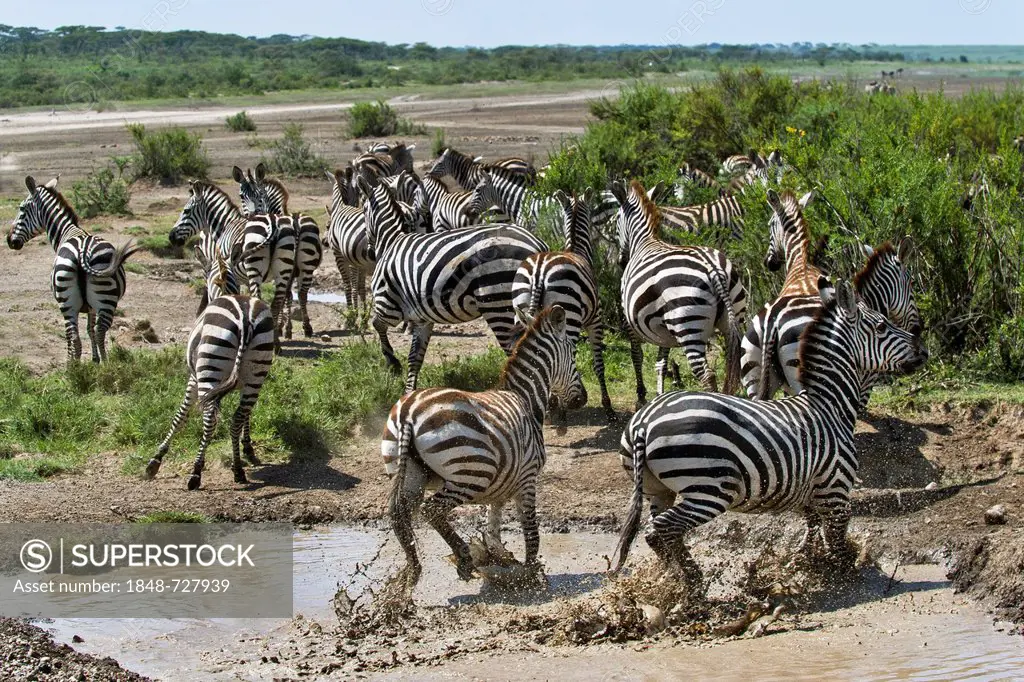 Plains Zebras (Equus quagga) escaping from a water hole, Ngorongoro Conservation Area, UNESCO World Heritage Site, Tanzania, Africa
