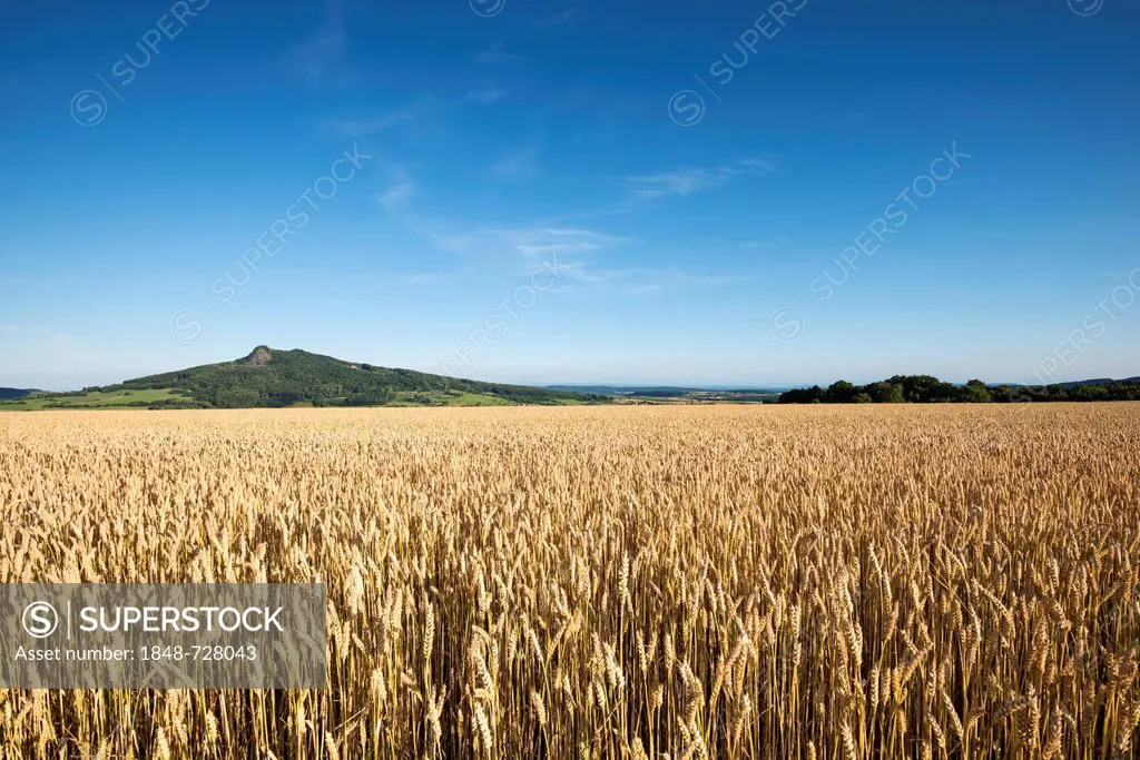 View of a ripe wheat field and the Hohenstoffeln volcano, Baden-Wuerttemberg, Germany, Europe