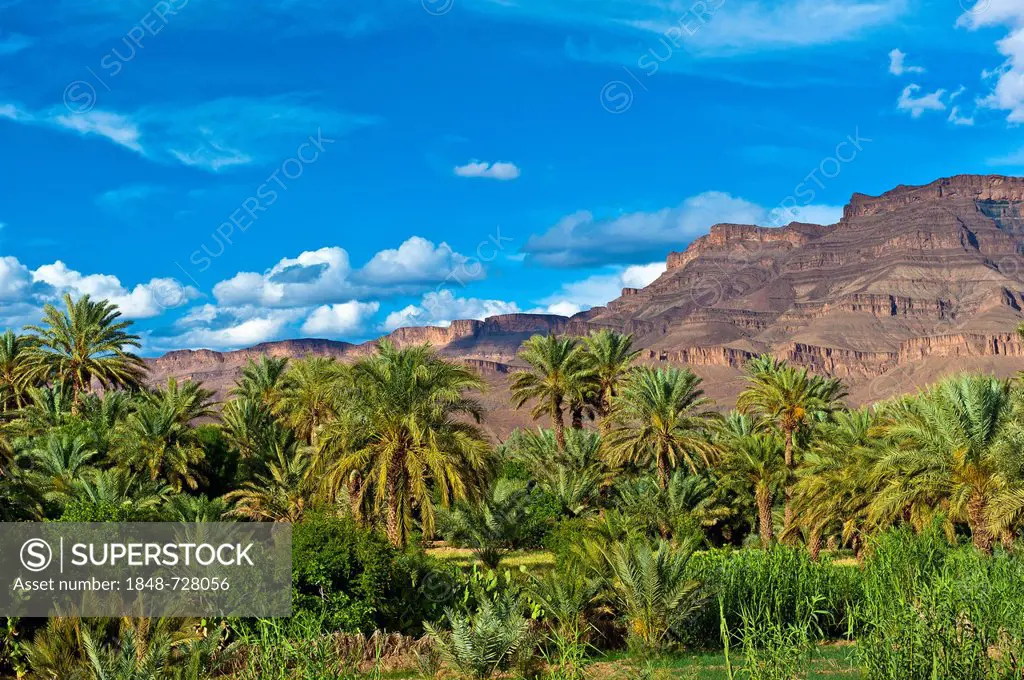 Palm grove with date palms (Phoenix) and small fields in front of the Djebel Kissane table mountain, mountain range, Draa Valley, southern Morocco, Mo...