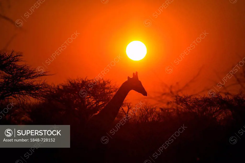Giraffe (Giraffa camelopardalis) in front of sunset, Namibia, Africa