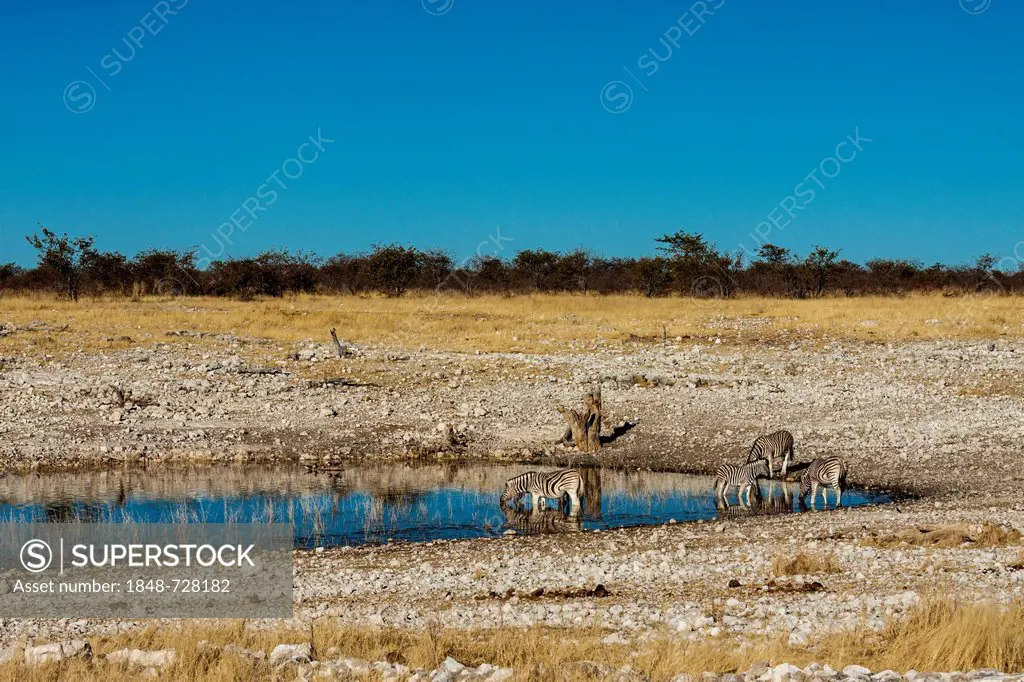 Plains Zebras (Equus quagga), Etosha National Park, Namibia, Africa