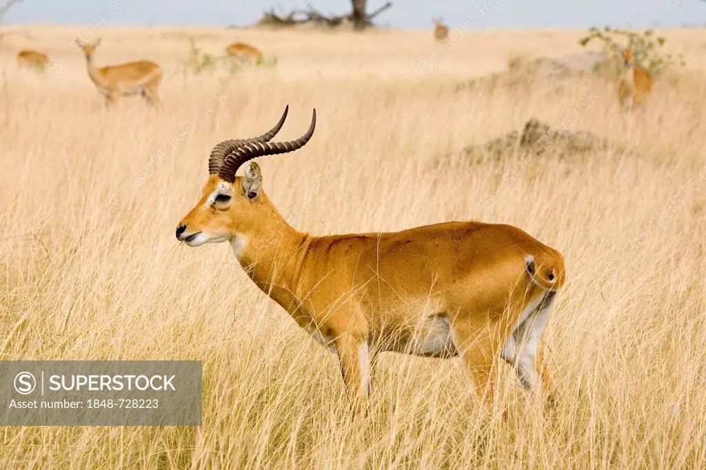 Ugandan kob (Kobus kob thomasi), buck, dry savannah near Ishasha, Queen Elizabeth National Park, Uganda, Africa