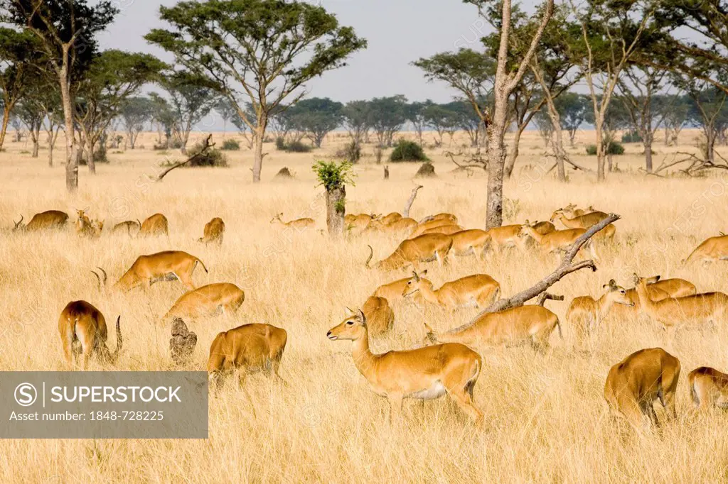 A group of Ugandan kobs (Kobus kob thomasi), dry savannah near Ishasha, Queen Elizabeth National Park, Uganda, Africa