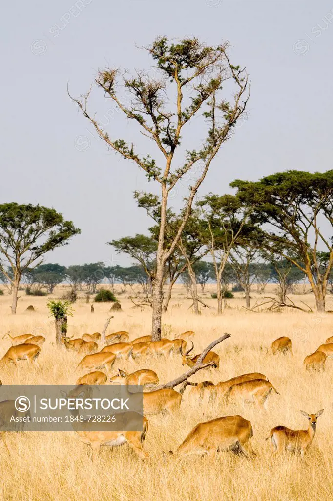 A group of Ugandan kobs (Kobus kob thomasi), dry savannah near Ishasha, Queen Elizabeth National Park, Uganda, Africa
