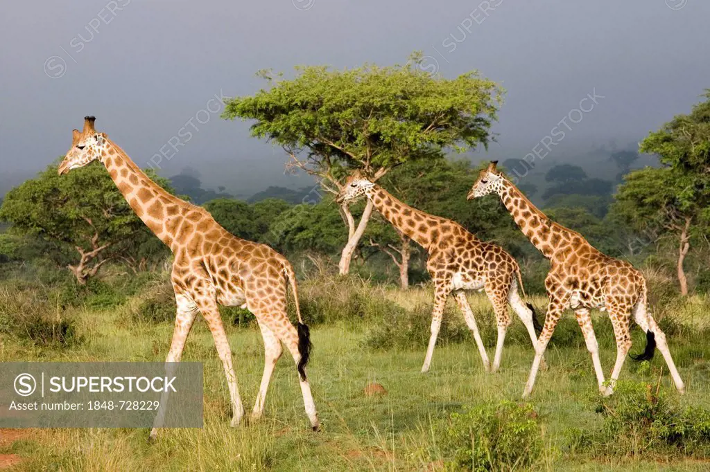 Rothschild's giraffes (Giraffa camelopardalis), a very endangered subspecies, savannah in the Murchison Falls National Park, Paraa, Uganda, Africa