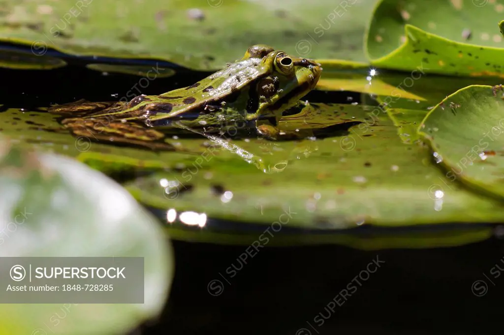 Green frog (Pelophylax esculentus), Schrems upland moor nature park, Waldviertel, Forest Quarter, Lower Austria, Austria, Europe