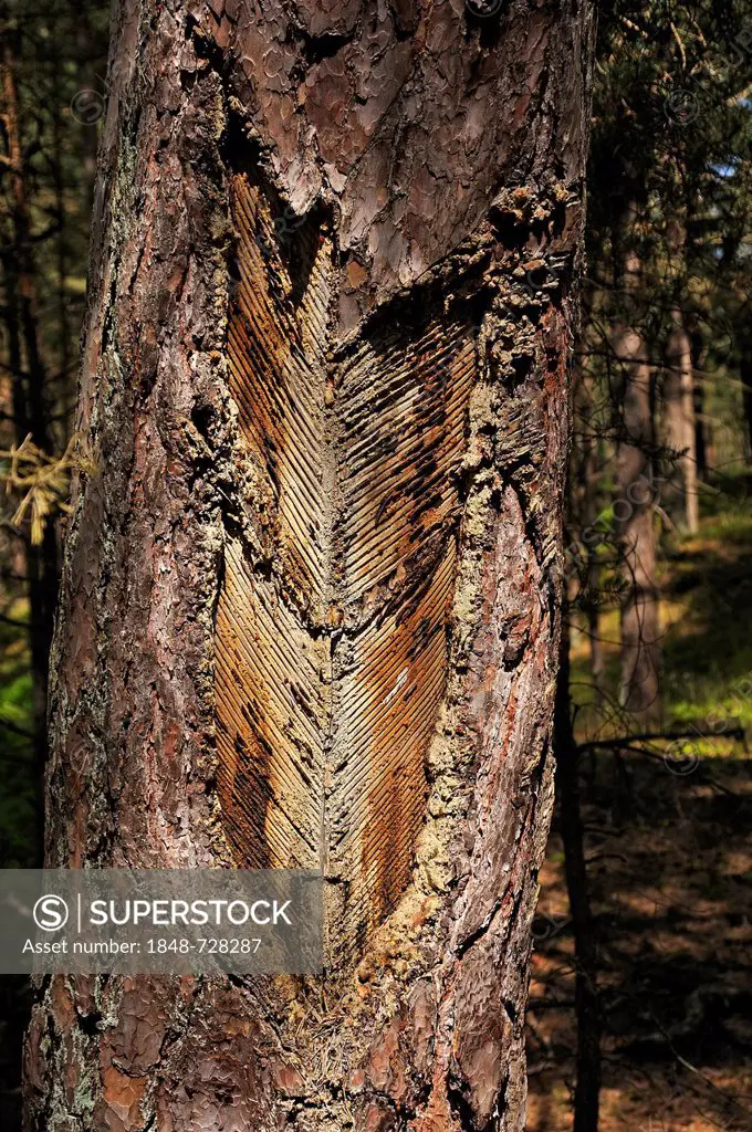 Resinous trunk of a Scots pine (Pinus sylvestris), in the woods of the Baltic resort of Prerow, Darss, Mecklenburg-Western Pomerania, Germany, Europe