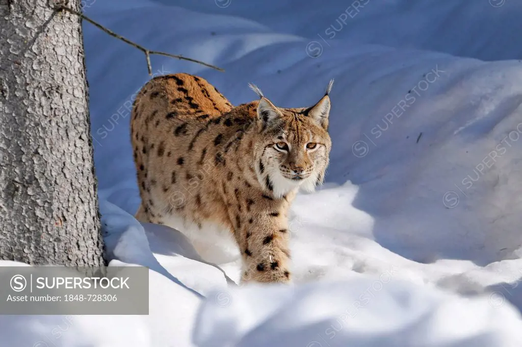 Lynx (Lynx lynx), walking through deep snow, Bavarian Forest National Park, Bavaria, Germany, Europe, PublicGround