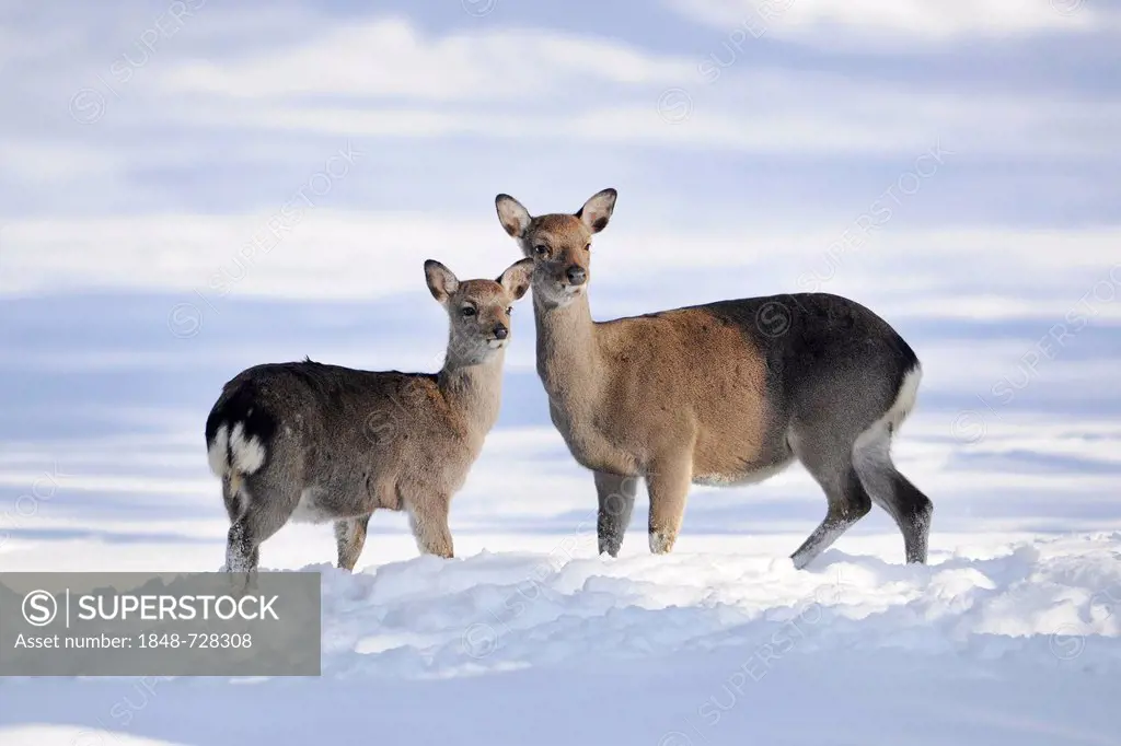 Sika deer or Japanese deer (Cervus nippon), hind with calf, winter coat, in the snow, Bavarian Forest, Germany, Europe