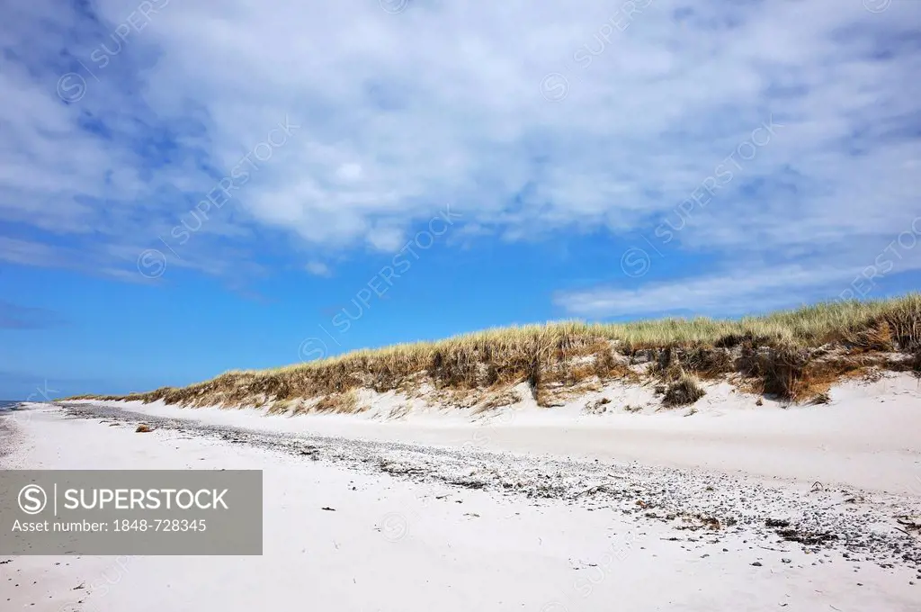 Nature reserve with beach and sand dunes covered with marram grass or beachgrass (Ammophila arenaria), Darsser Ort, Baltic resort of Prerow, Mecklenbu...