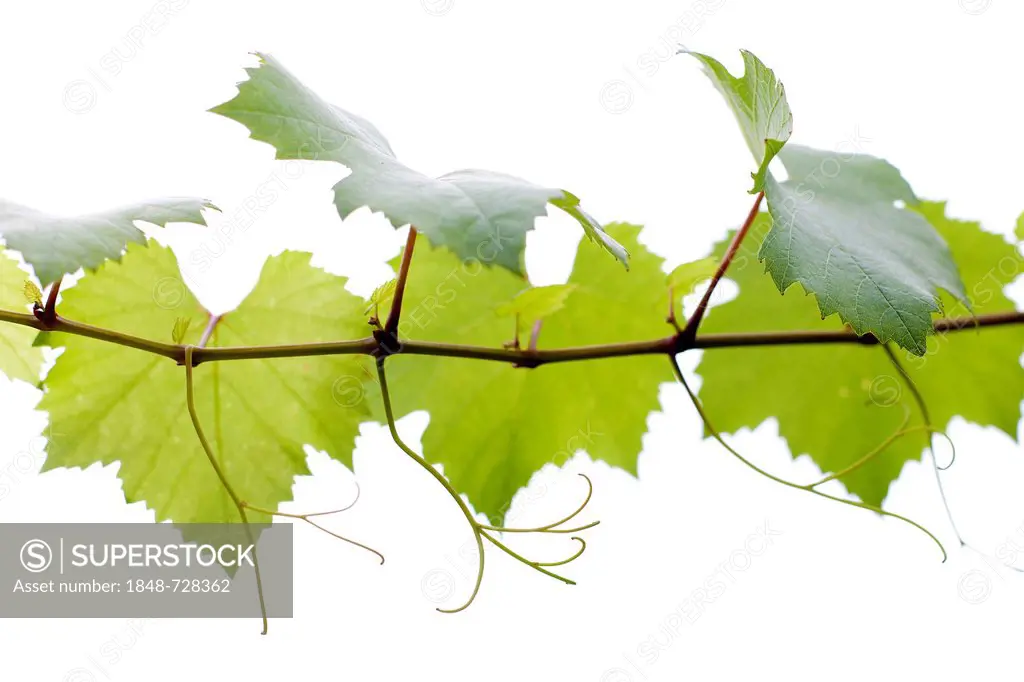 Vine leaves, vine (Vitis vinifera)