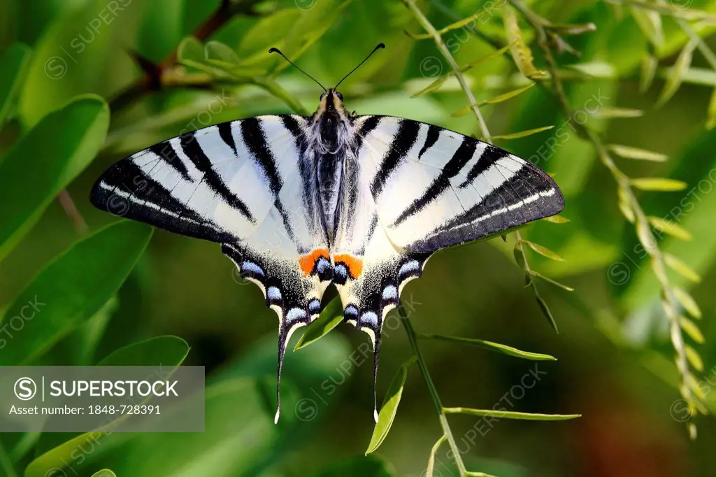 Scarce Swallowtail (Iphiclides podalirius), Illmitz, Lake Neusiedl, Burgenland, Austria, Europe