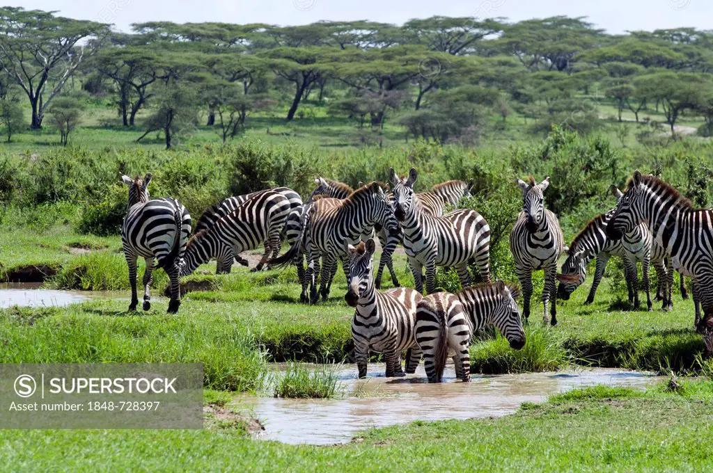 Plains Zebras (Equus quagga) at a water hole, Ngorongoro Conservation Area, UNESCO World Heritage Site, Tanzania, Africa
