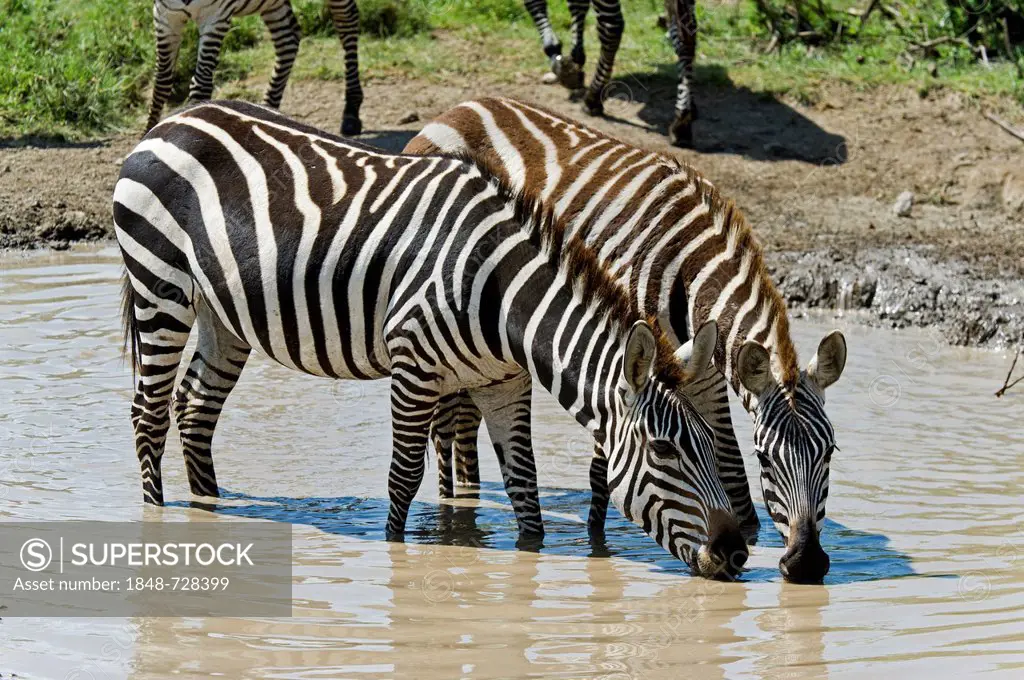 Plains Zebras (Equus quagga) at a water hole, Ngorongoro Conservation Area, UNESCO World Heritage Site, Tanzania, Africa