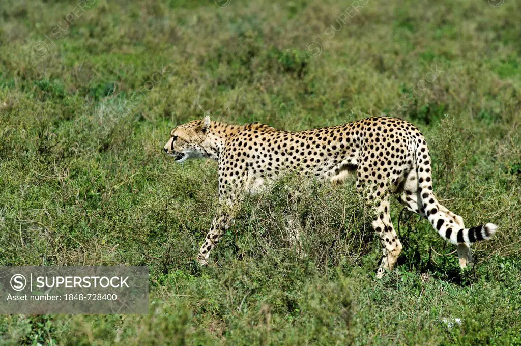 Exhausted cheetah (Acinonyx jubatus) after an unsuccessful hunting attempt in Ndutu, Ngorongoro Conservation Area, UNESCO World Heritage Site, Tanzani...
