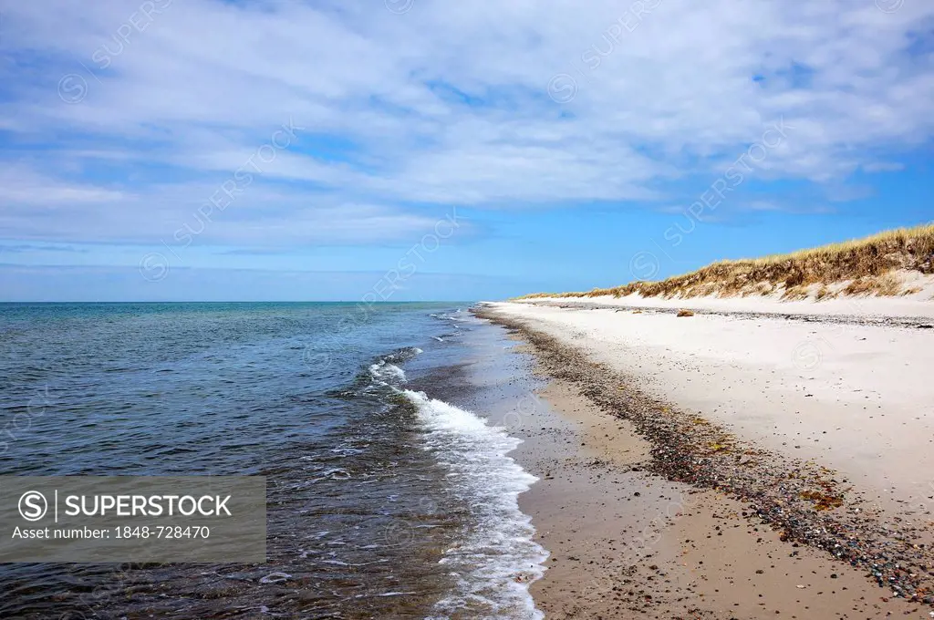 Nature reserve with beach and sand dunes, covered with marram grass (Ammophila arenaria), Baltic Sea, Darsser Ort, Baltic resort of Prerow, Mecklenbur...