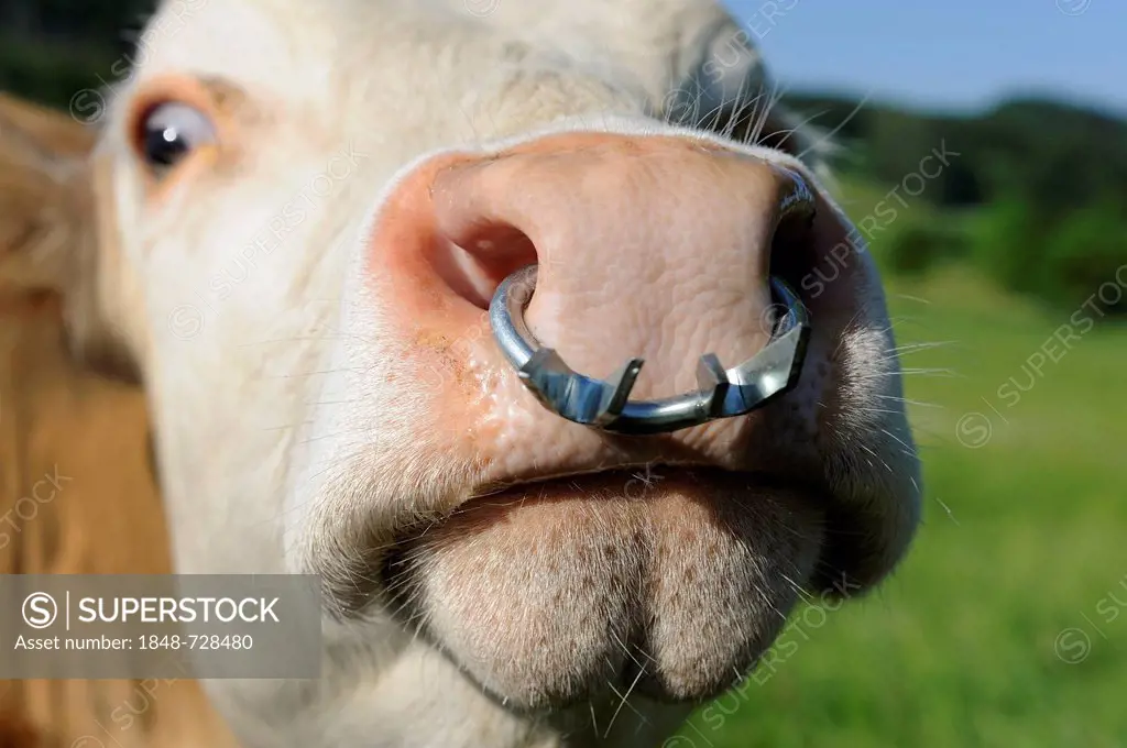 Cow with a nose ring, Upper Bavaria, Bavaria, Germany, Europe
