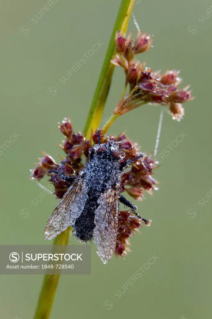 Brachyceran fly (Brachycera), with dew drops, Vulkaneifel region, Rhineland-Palatinate, Germany, Europe