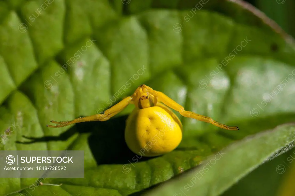 Goldenrod crab spider or Flower crab spider (Misumena vatia), lying in wait, Dreicheich-Goetzenhain, Hesse, Germany, Europe