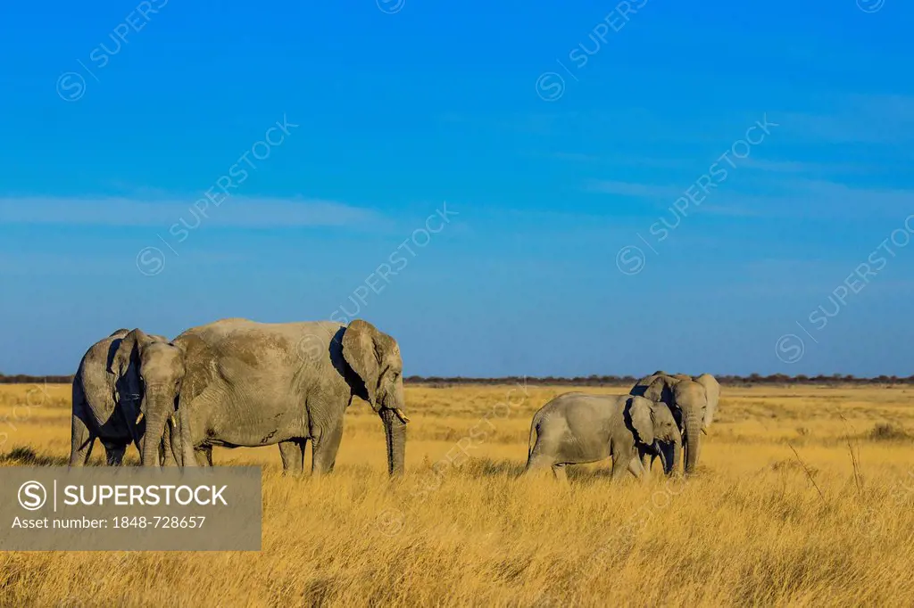 African elephant (Loxodonta africana), elephant family with young, Etosha National Park, Namibia, Africa