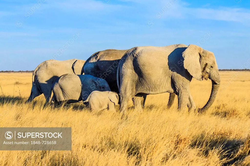 African elephant (Loxodonta africana), elephant family with young, Etosha National Park, Namibia, Africa