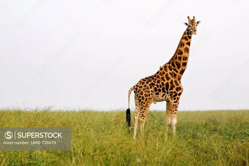 Rothschild's giraffe (Giraffa camelopardalis), a very endangered subspecies, savannah in the Murchison Falls National Park, Paraa, Uganda, Africa