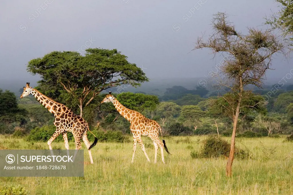 Rothschild's giraffes (Giraffa camelopardalis), a very endangered subspecies, savannah in the Murchison Falls National Park, Paraa, Uganda, Africa