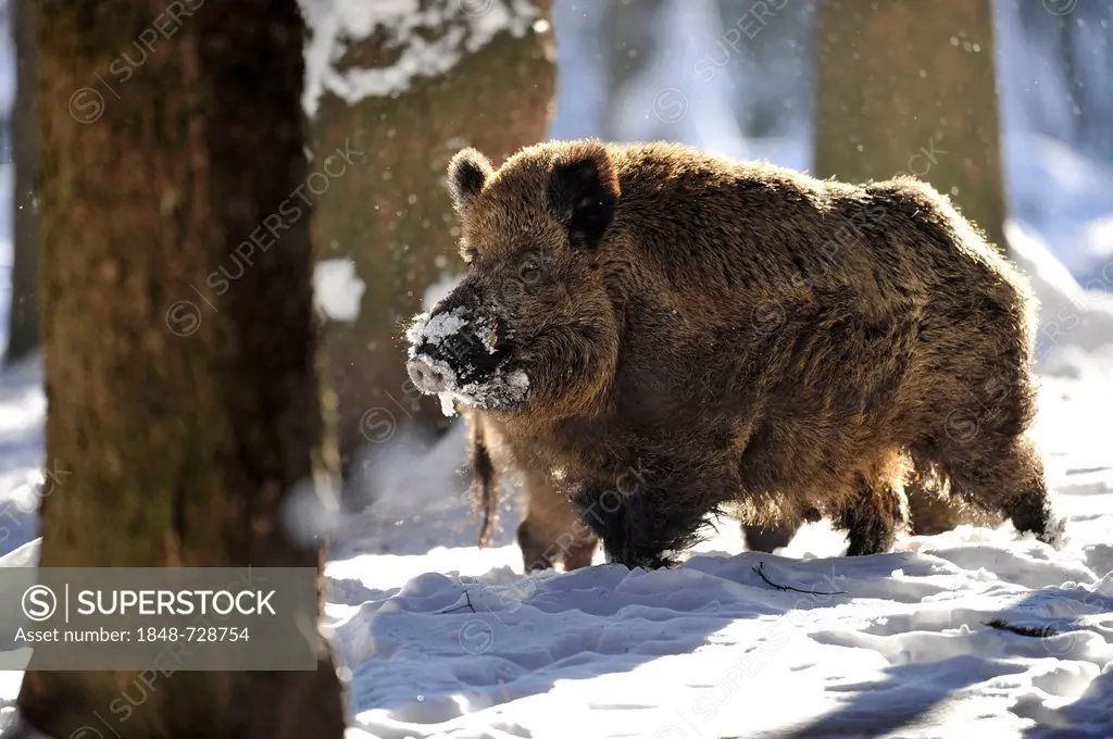 Wild boar (Sus scrofa), mature tusker or wild boar with a winter rind, Saxony game reserve, Germany, Europe, PublicGround
