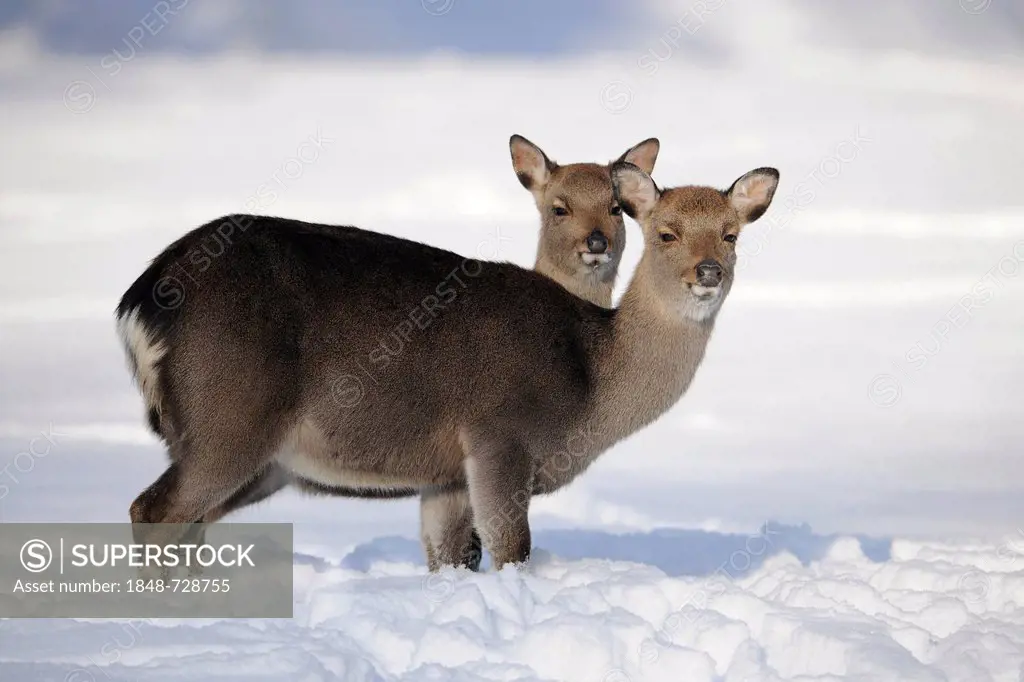 Sika deer or Japanese deer (Cervus nippon), in winter coat, in the snow, Bavarian Forest, Germany, Europe
