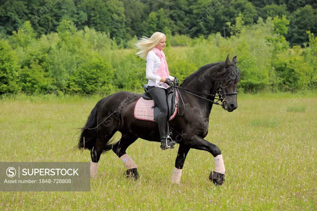 Young woman, 19 years, on horseback, Friesian horse, trotting on a meadow, Bavaria, Germany, Europe