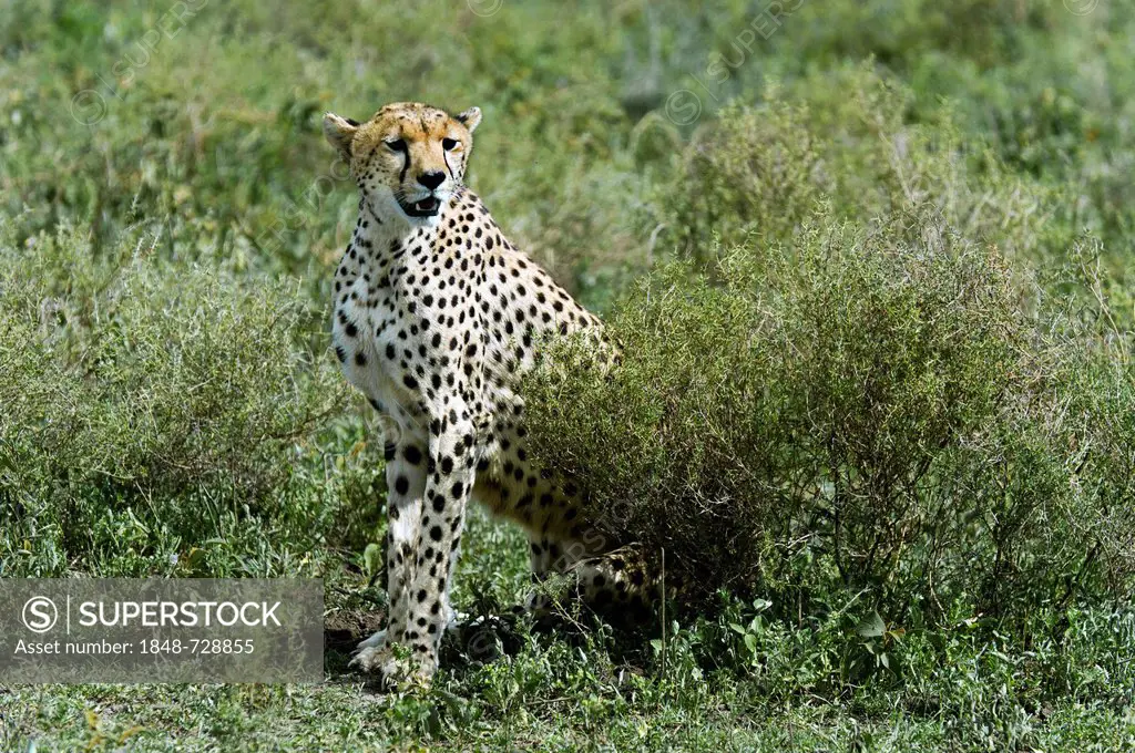 Cheetah (Acinonyx jubatus) resting after an unsuccessful hunting attempt in Ndutu, Ngorongoro Conservation Area, UNESCO World Heritage Site, Tanzania,...